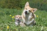 CORGI PEMBROKE 619